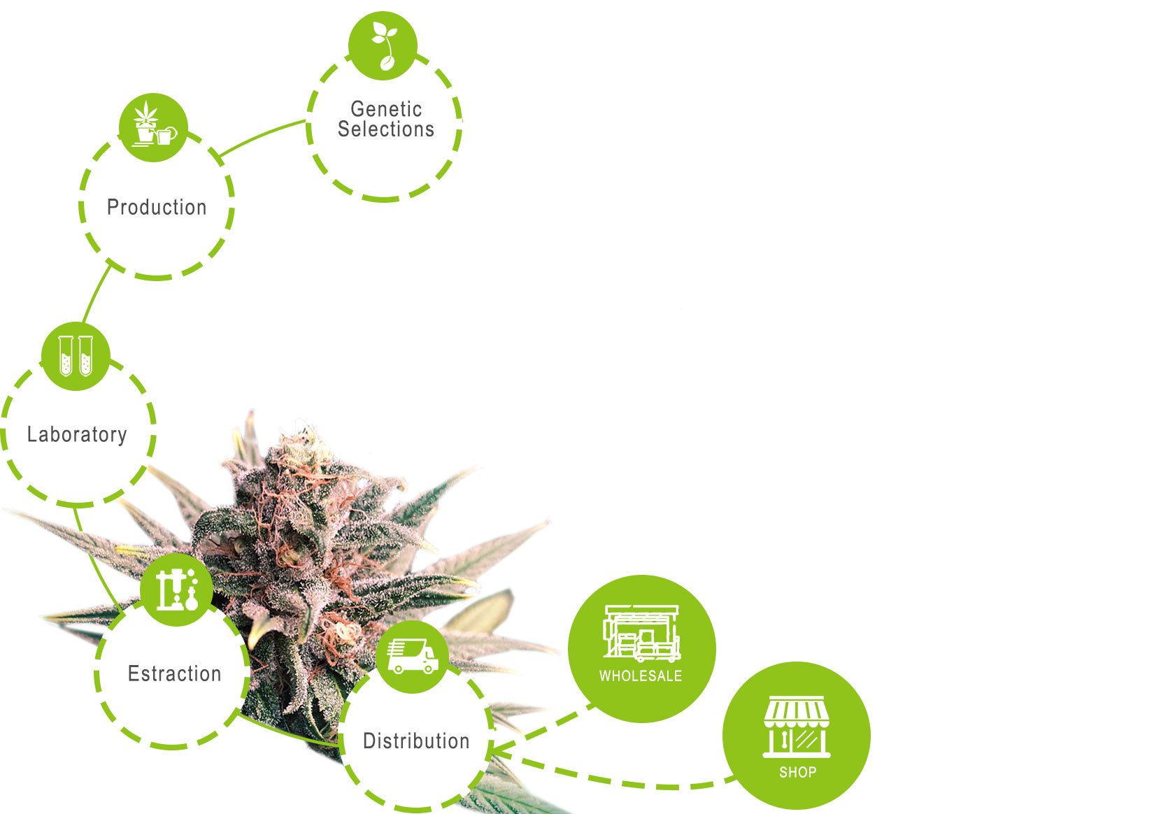 process product widora's cbd wholesale