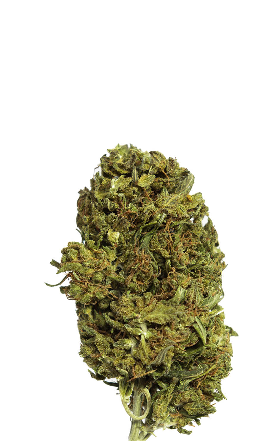 Tropicana CBD Bud Europe Distributor Hempati Wholesale CBD