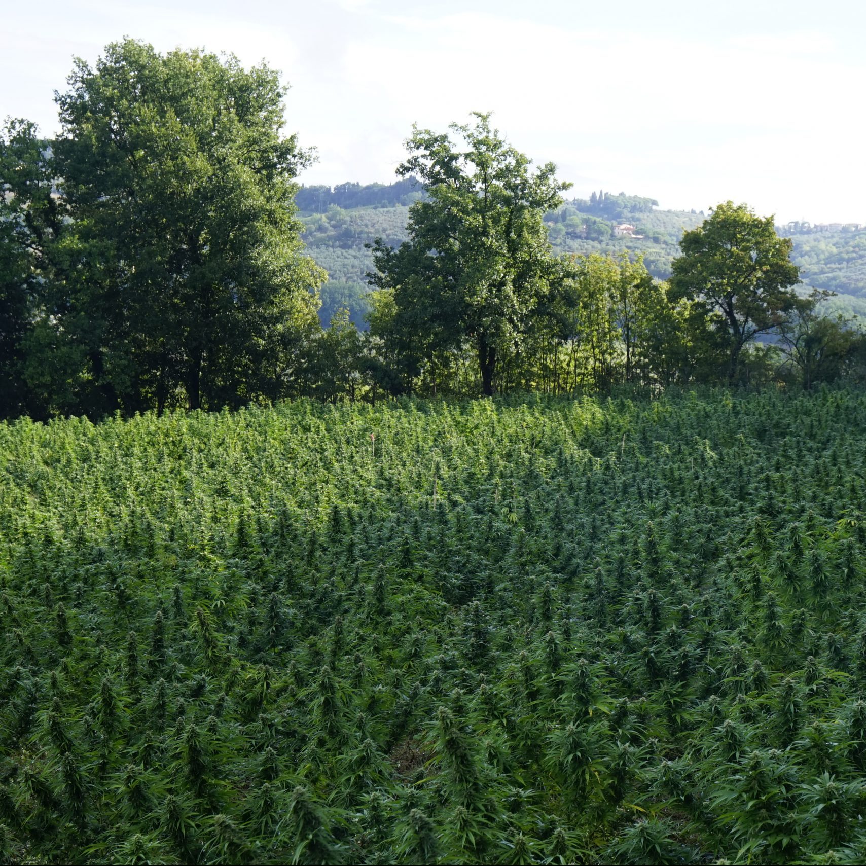 CBD buds cannabis hemp flowers